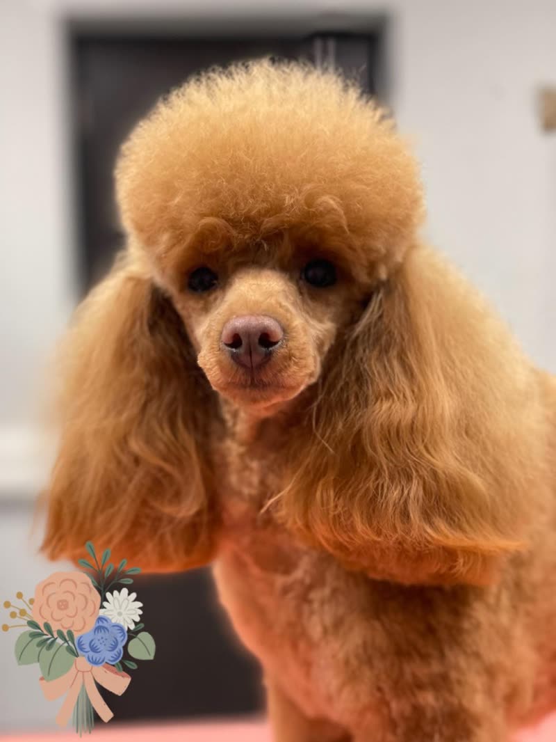 An apricot toy poodle with a freshly scissored round head, photographed in the Bonny Dogs salon