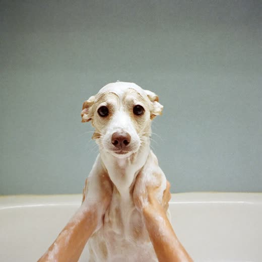 A wet dog mid-bath