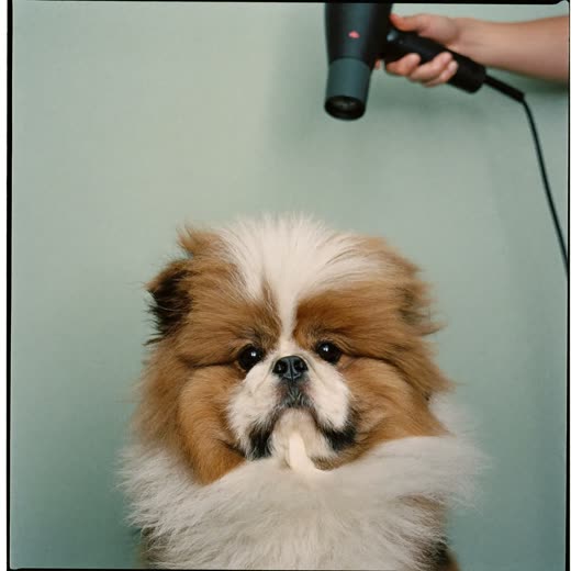 A cat being combed