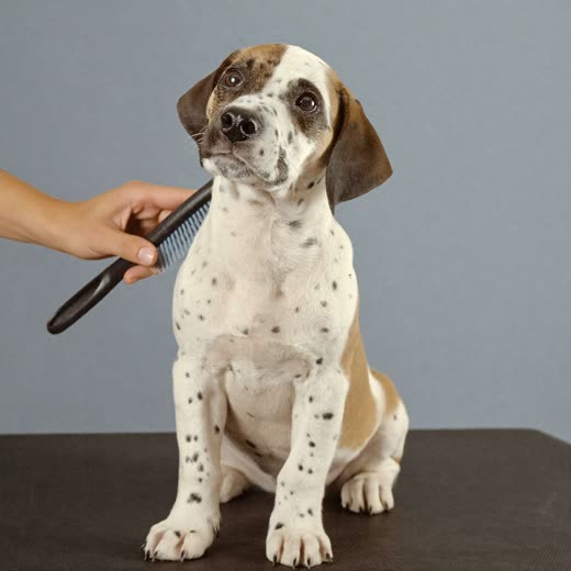 A dog's coat being scissored